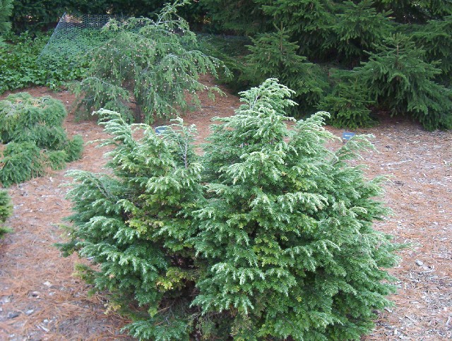 Tsuga canadensis 