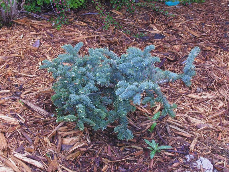 Abies procera 
