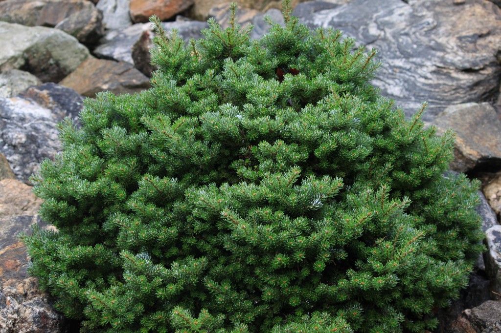 Abies koreana 
