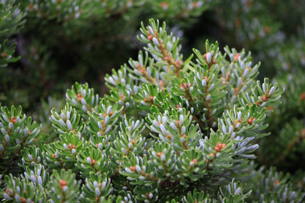 Abies koreana 