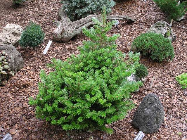Abies koreana 