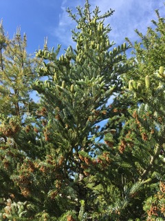Abies koreana 