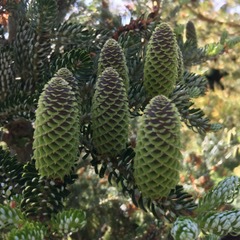 Abies koreana 