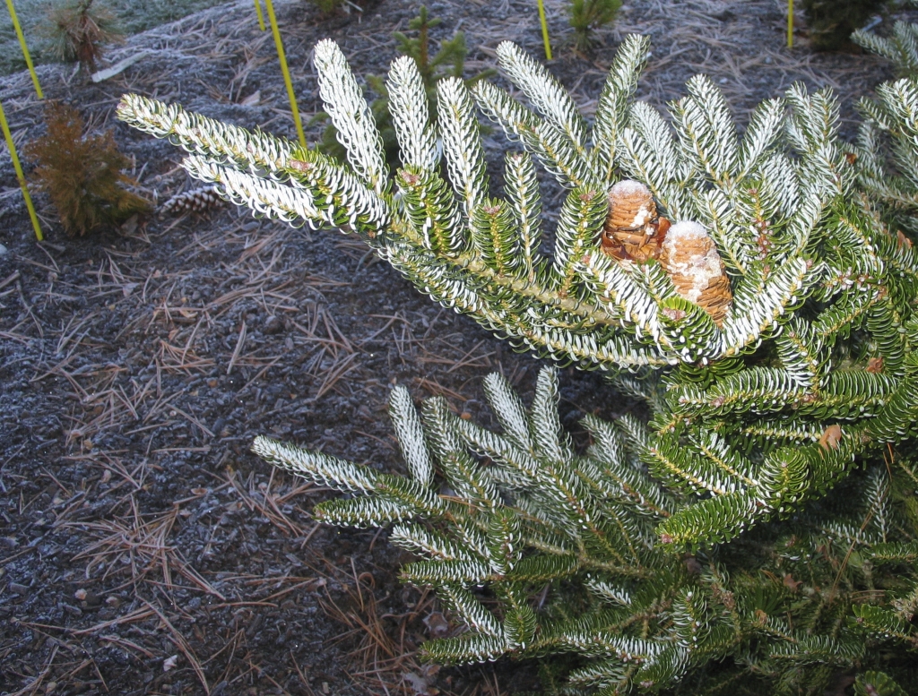 Abies koreana 