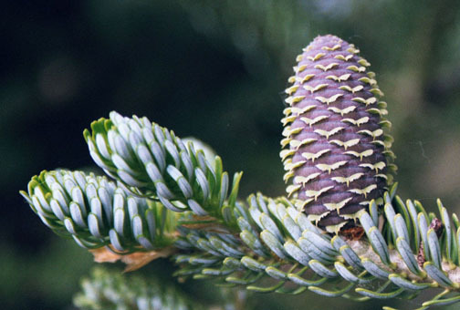 Abies koreana 