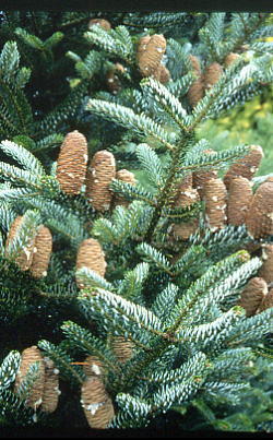 Abies koreana 
