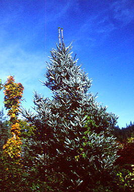 Abies koreana 