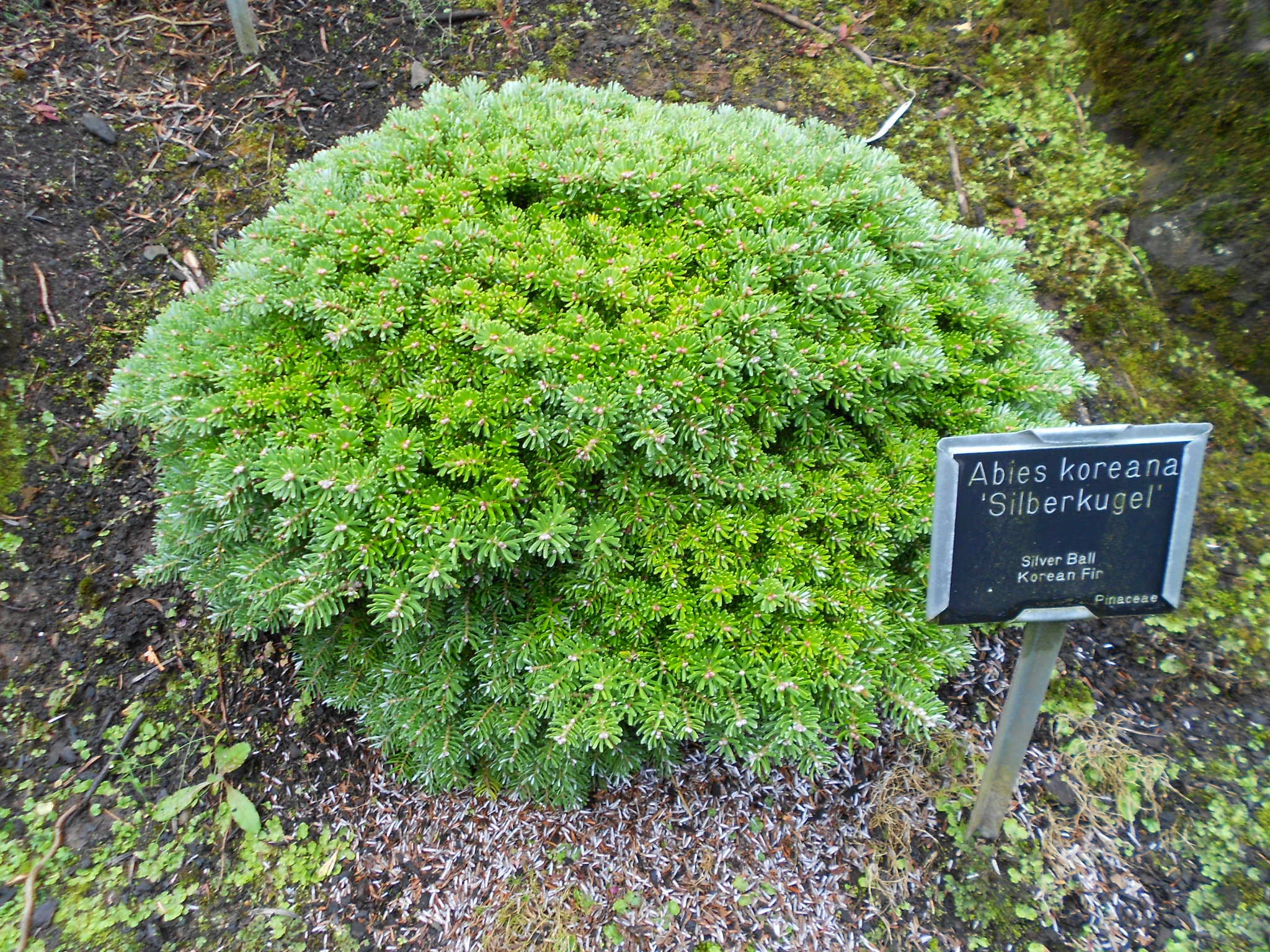 Abies koreana 