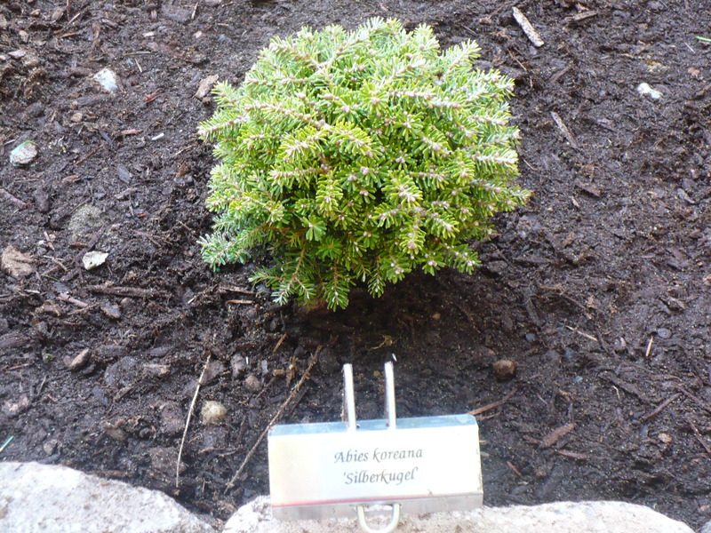 Abies koreana 