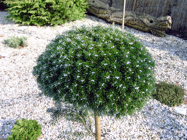 Abies koreana 