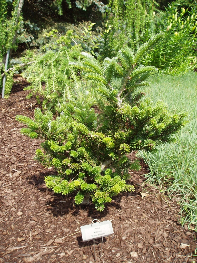 Abies koreana 