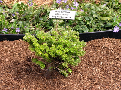 Abies koreana 