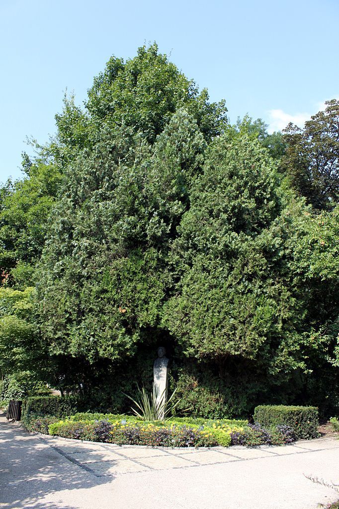 Platycladus orientalis 