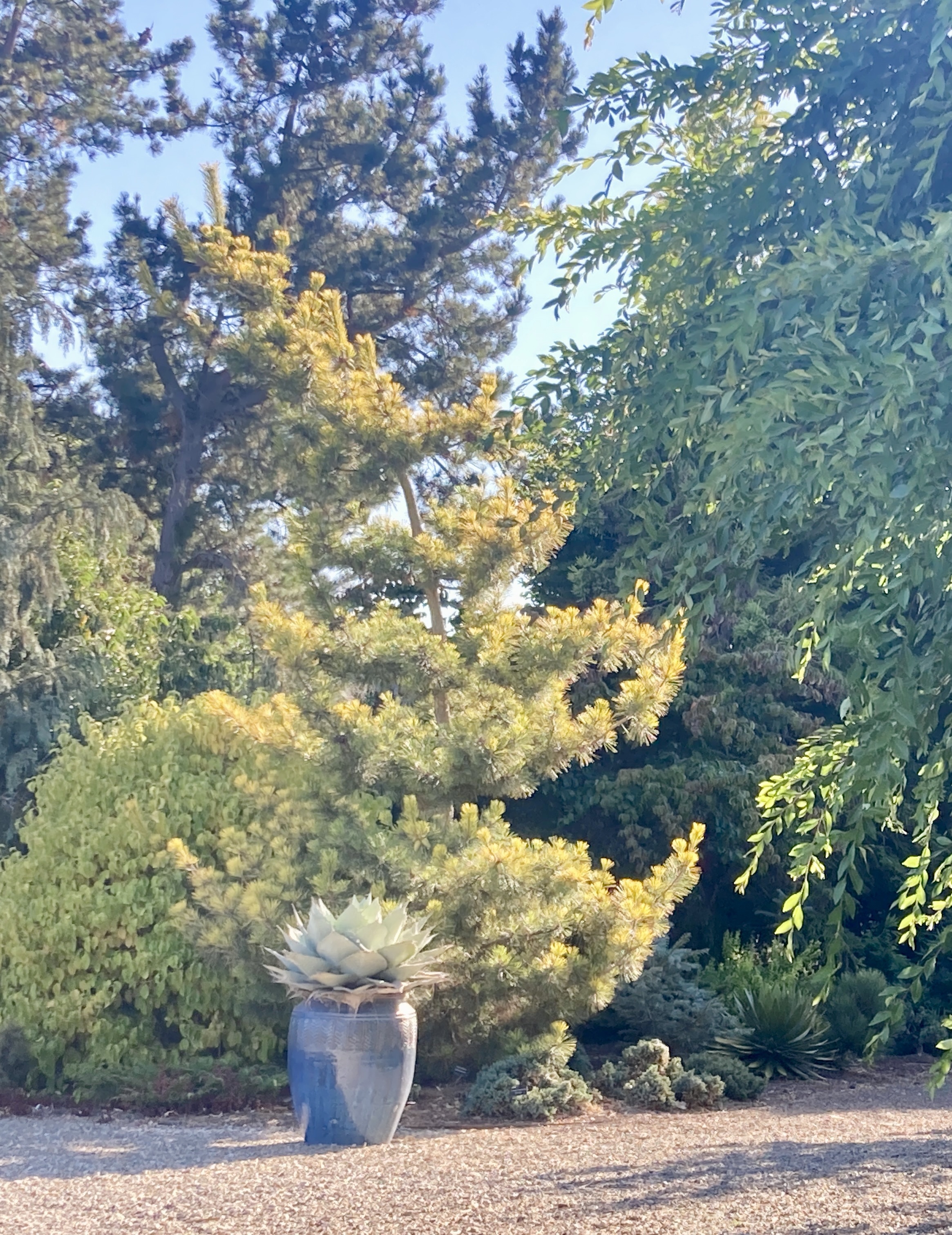 Pinus thunbergii 