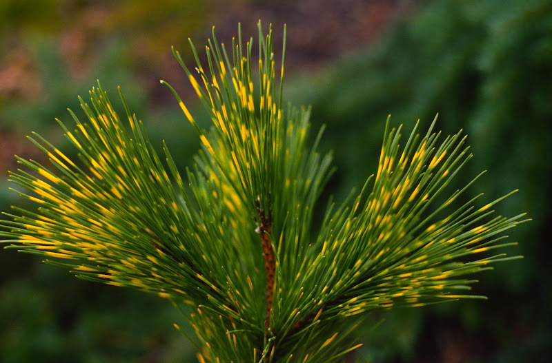 Pinus thunbergii 