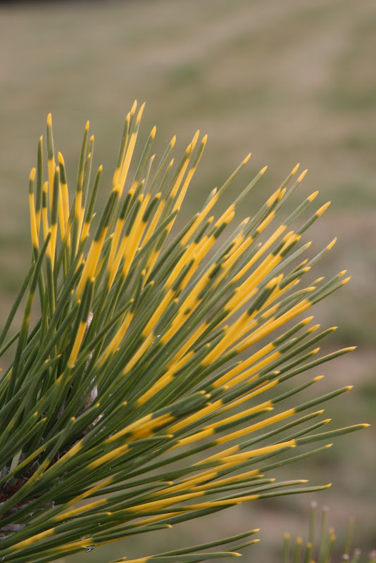 Pinus thunbergii 