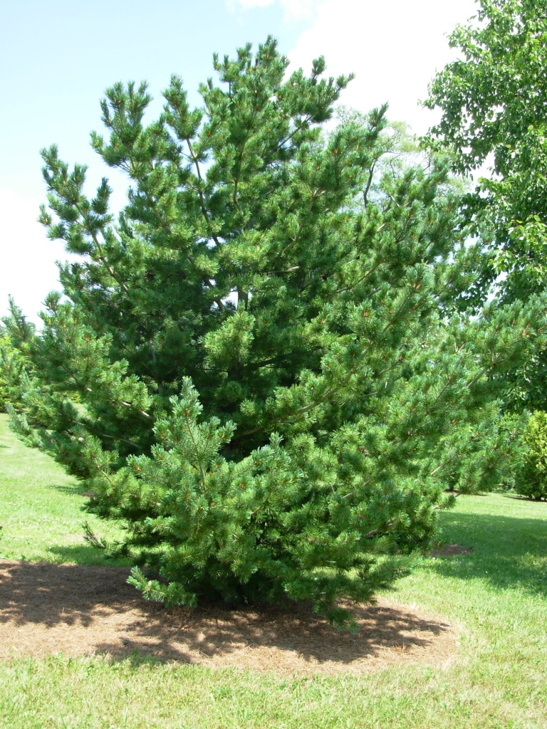 Pinus parviflora 