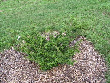 Juniperus chinensis 