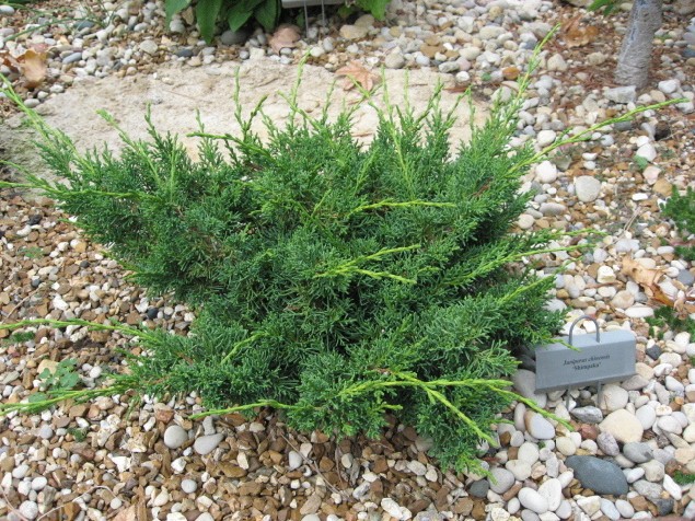 Juniperus chinensis 