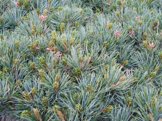 Pinus parviflora 