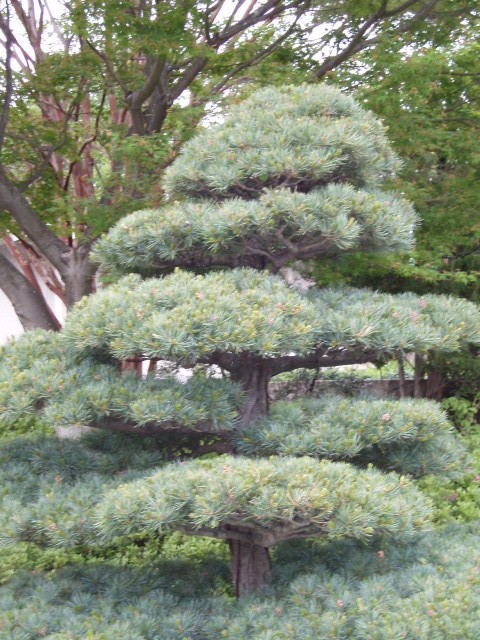 Pinus parviflora 