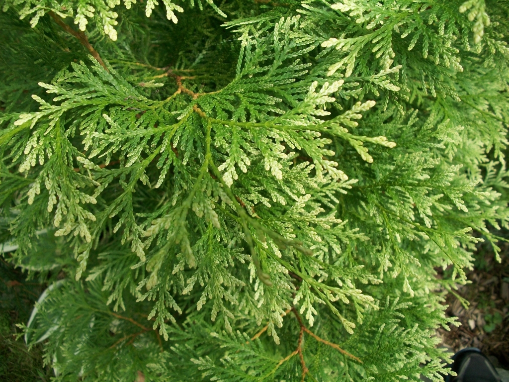 Thuja occidentalis 