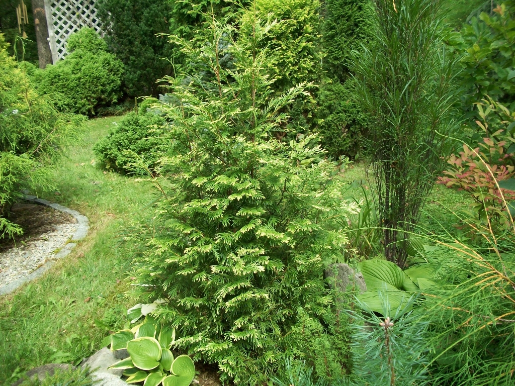 Thuja occidentalis 