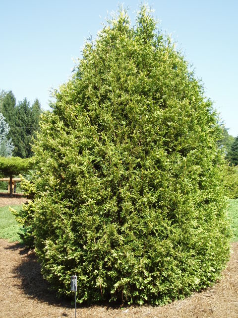 Thuja occidentalis 