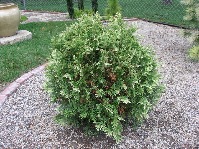 Thuja occidentalis 