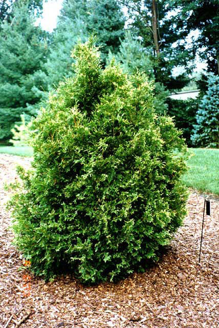 Thuja occidentalis 