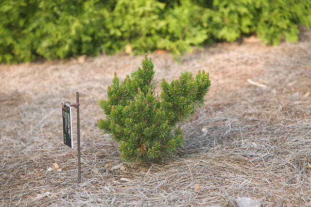 Pinus longaeva 