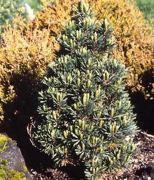 Pinus longaeva 