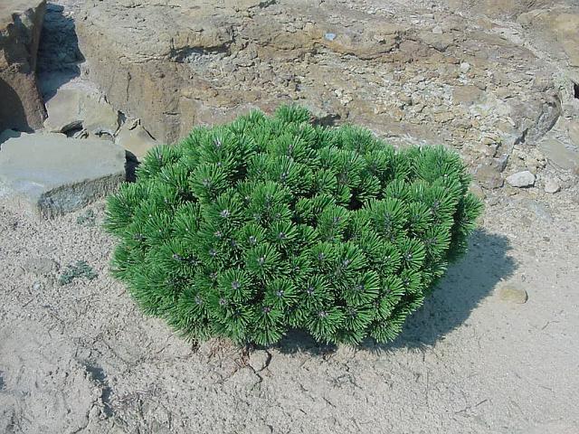 Pinus mugo 