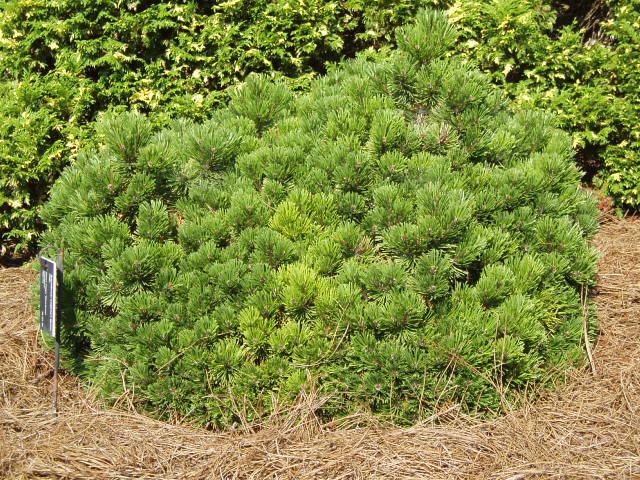 Pinus mugo 
