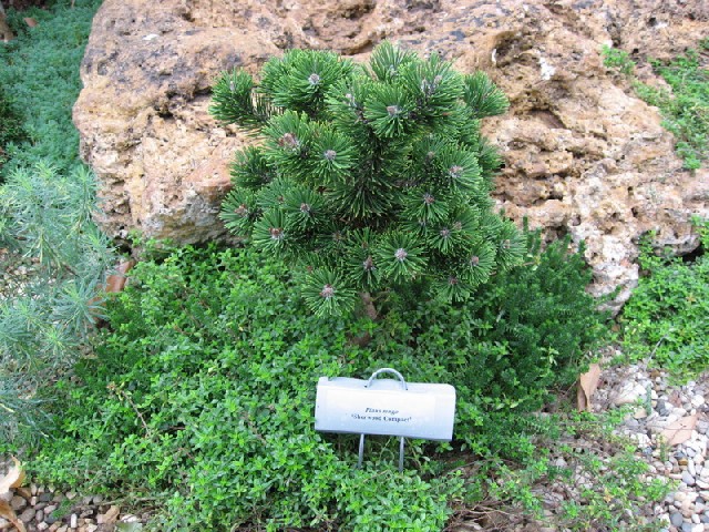 Pinus mugo 