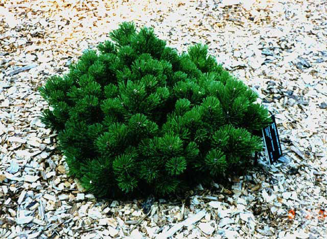 Pinus mugo 