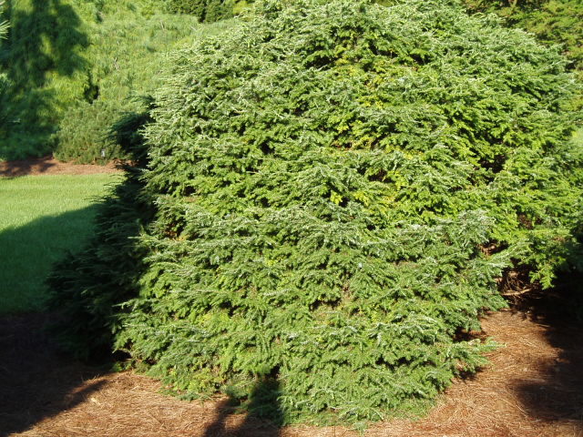 Tsuga canadensis 