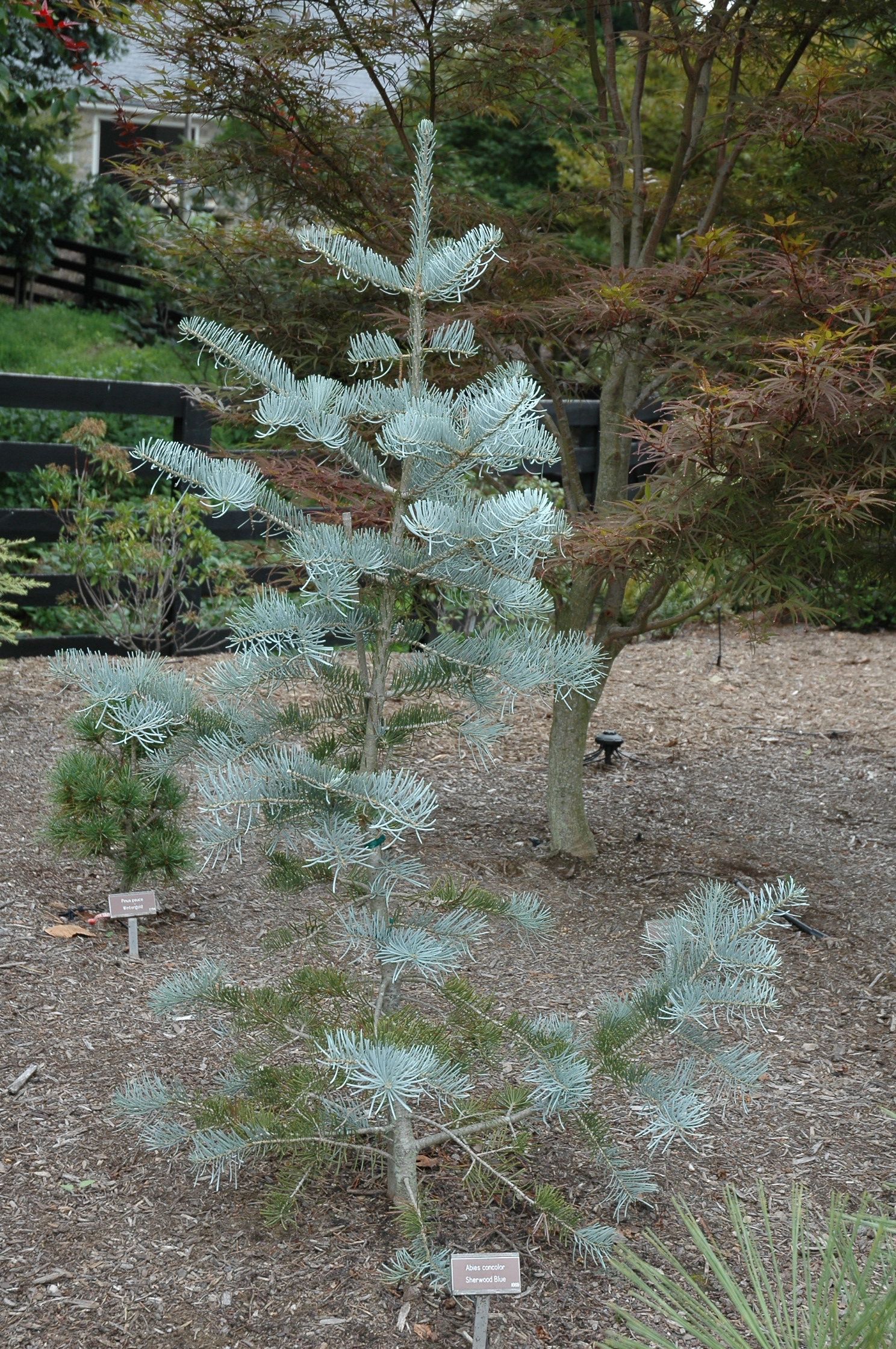 Abies concolor 