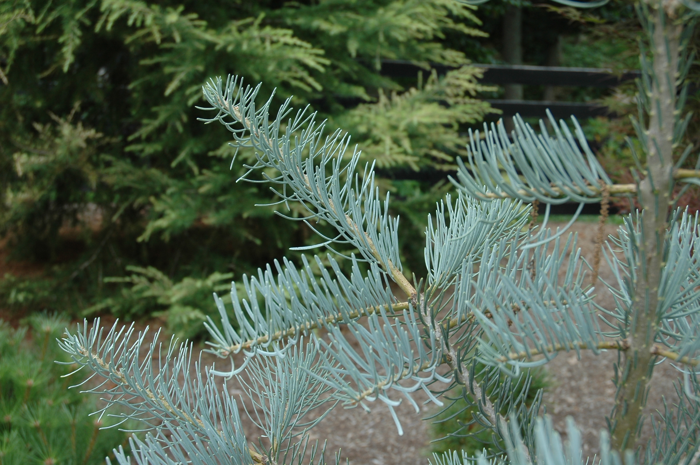 Abies concolor 