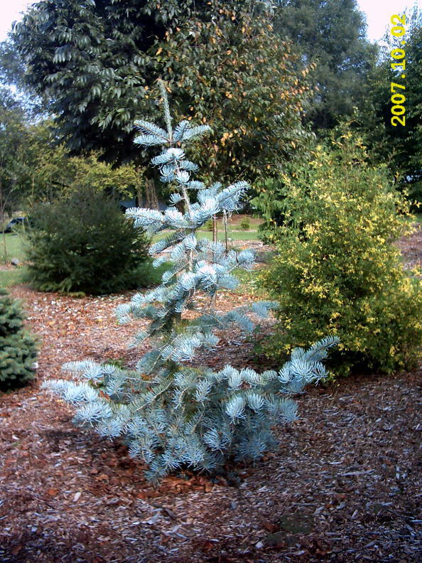 Abies concolor 