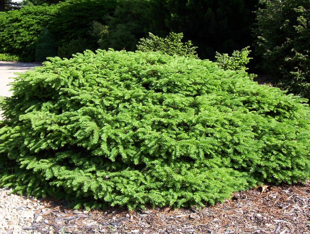 Picea abies 
