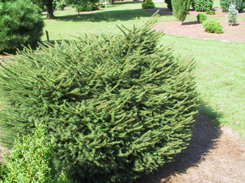 Picea abies 