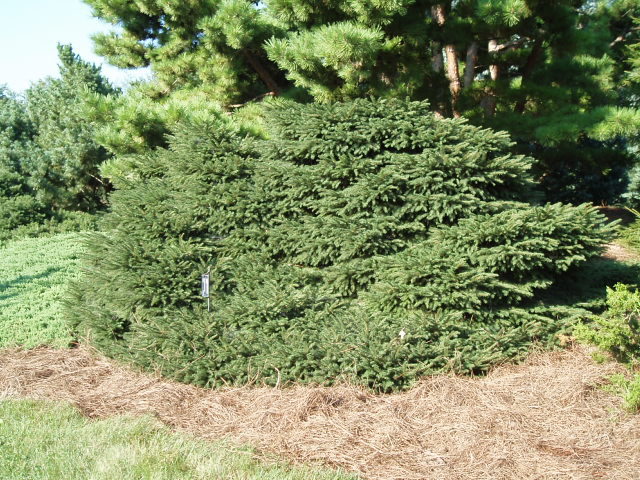 Picea abies 