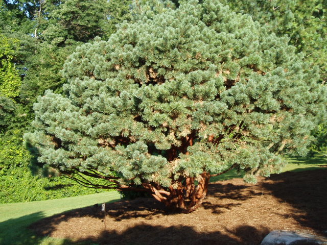 Pinus sylvestris 
