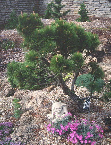 Pinus rigida 