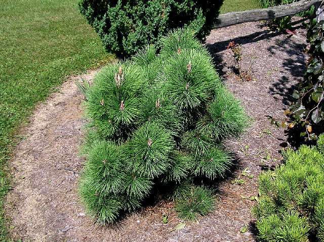 Pinus rigida 