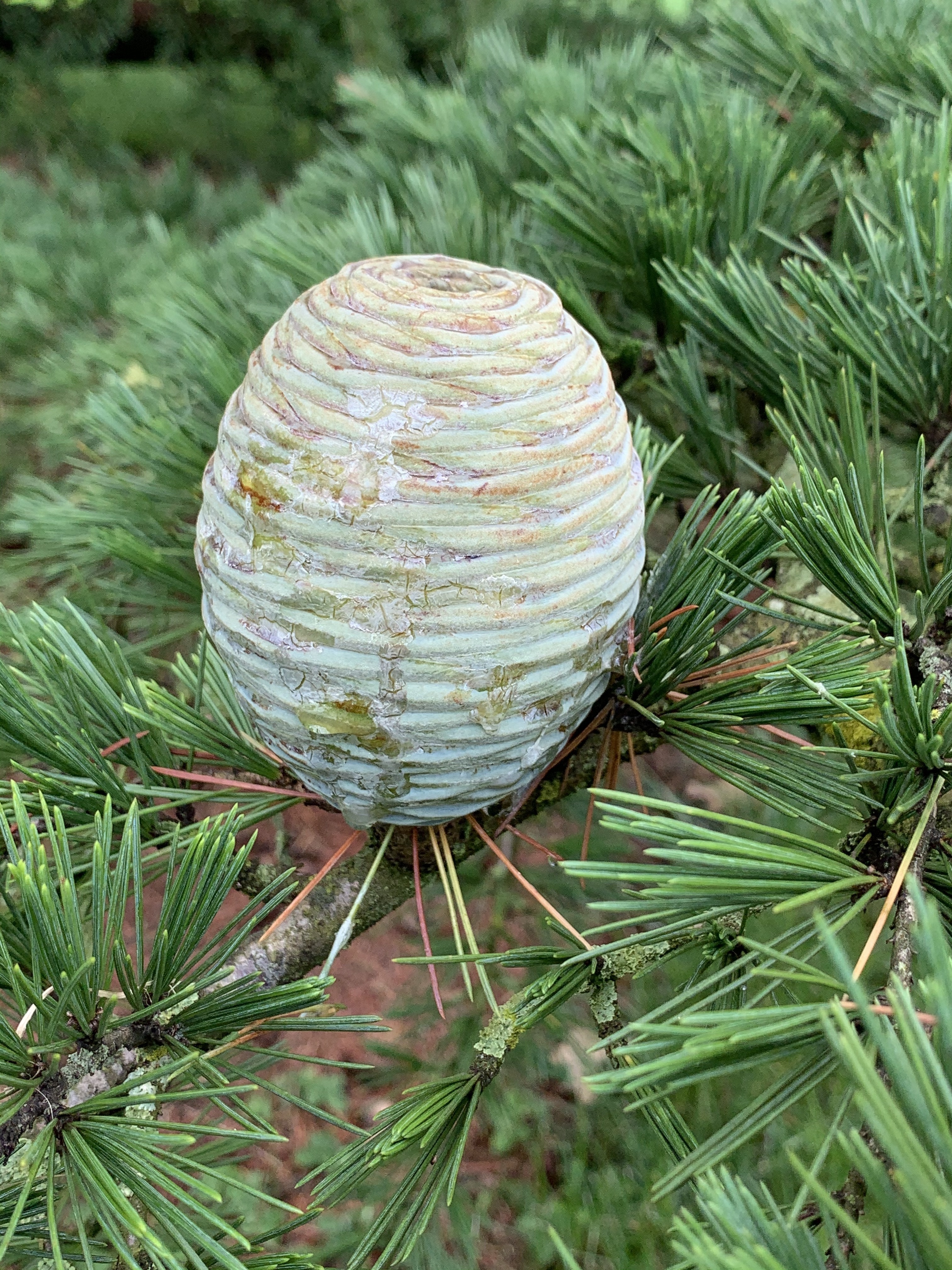 Cedrus deodara 