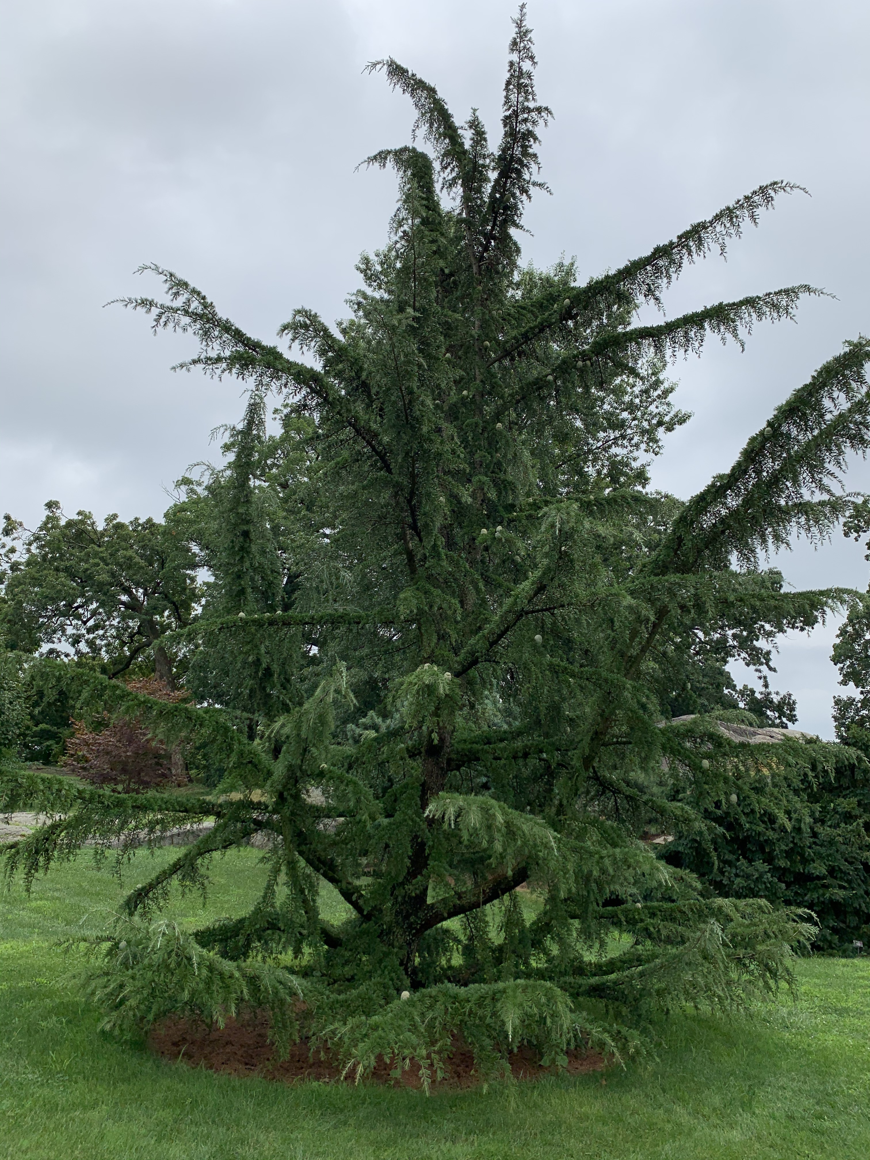 Cedrus deodara 