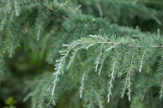 Cedrus deodara 