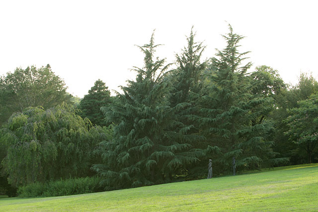 Cedrus deodara 